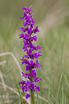 Sankt Pers nycklar/Orchis mascula/Early Purple Orchid
